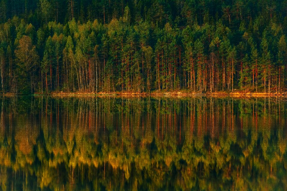 Reflections beautiful green