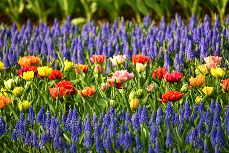 Flowerbed garden blossom