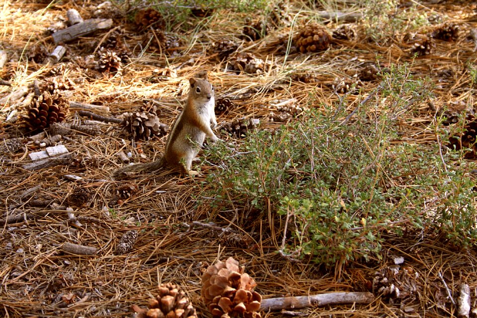 Squirrel forest adorable