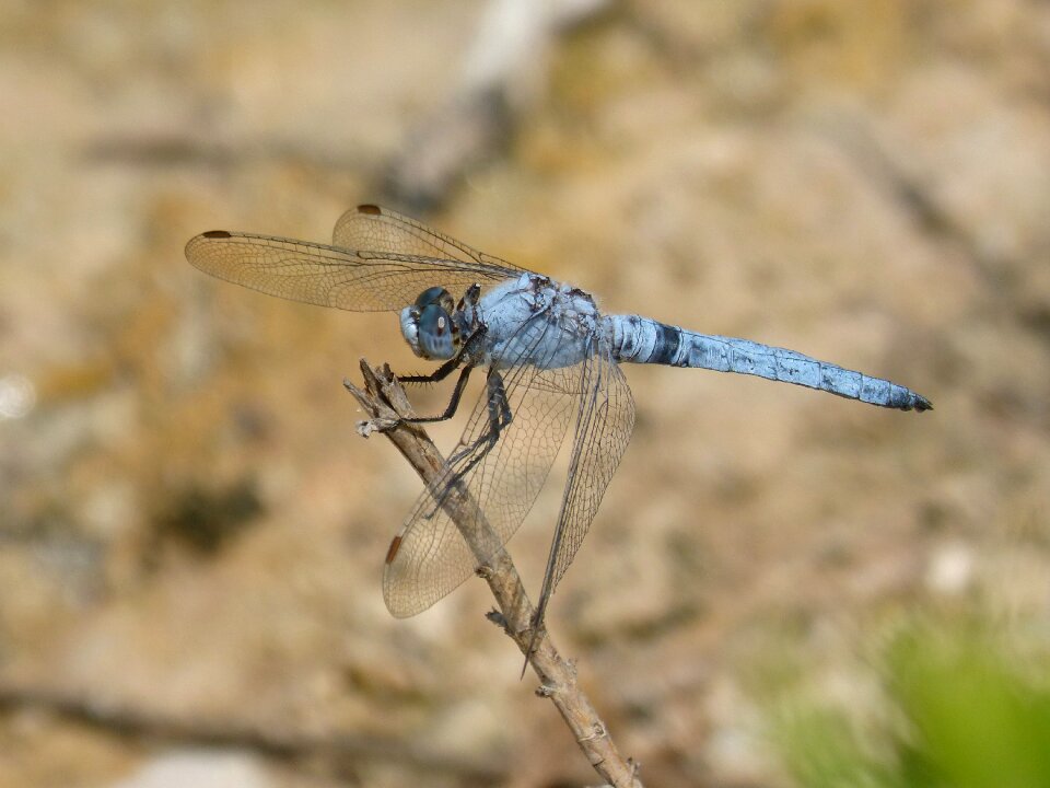 Parot pruïnos pond branch