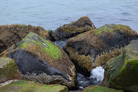 Moss seaweed beach