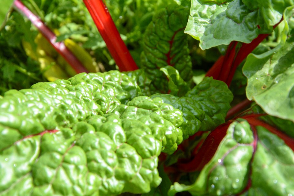 Healthy food vitamins