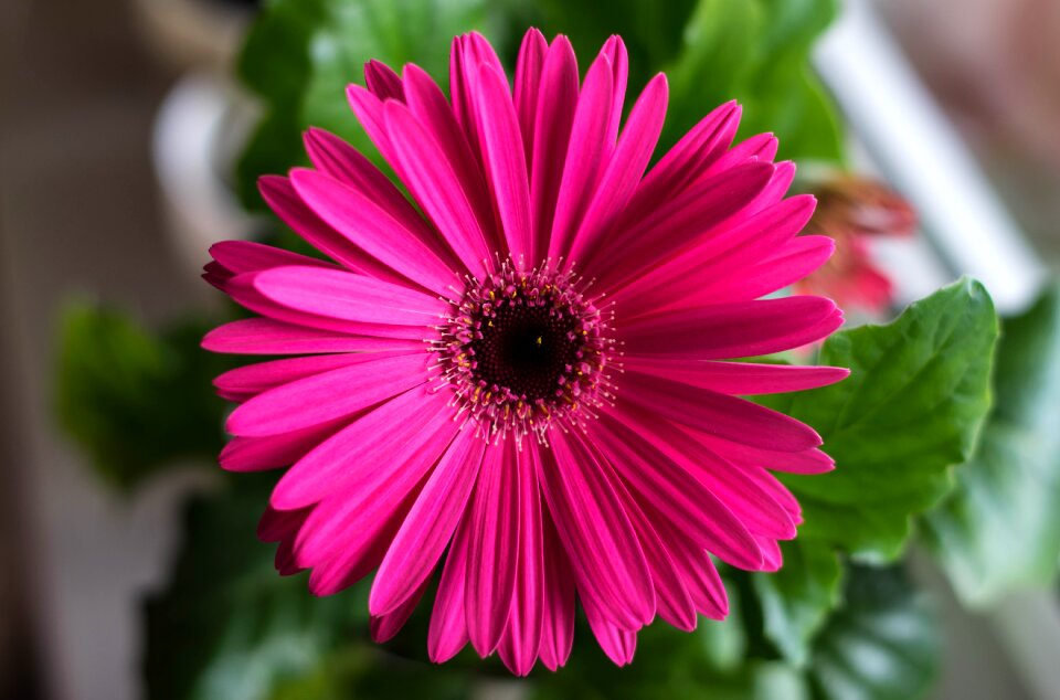 Garden floral station of inspiration