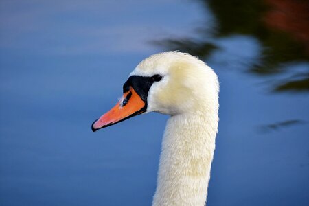 Schwimmvogel pride bird