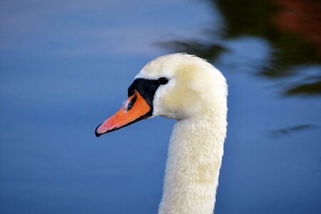 Schwimmvogel pride bird photo