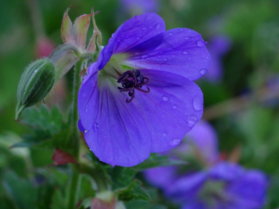 Nature flower garden summer