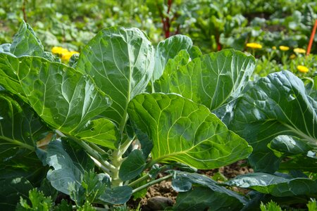 Cauliflower vegetable growing garden