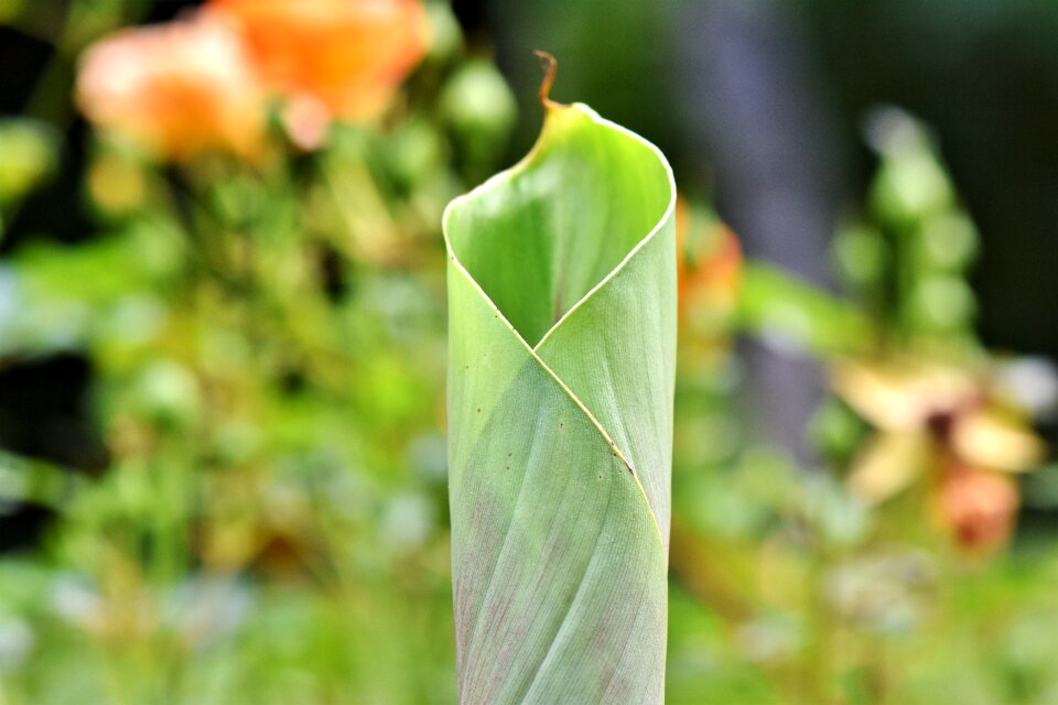 Young leaf banana plant banana shrub photo