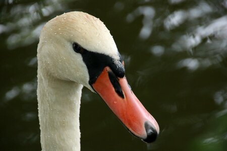 Swans white water