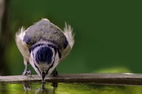 Blue tit thirst bird bath