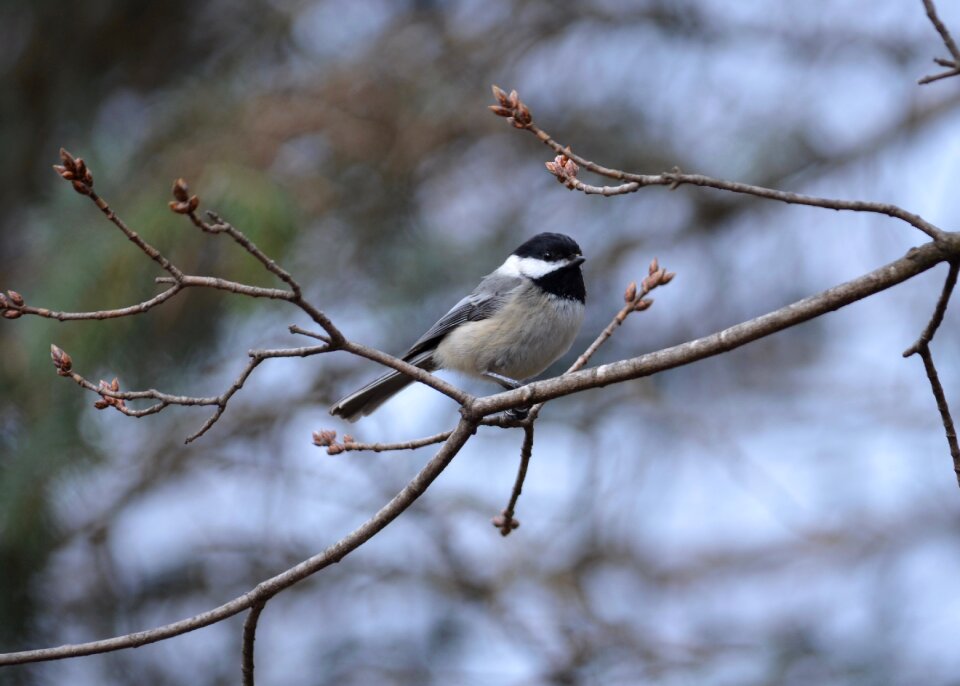 Nature animal bird photo