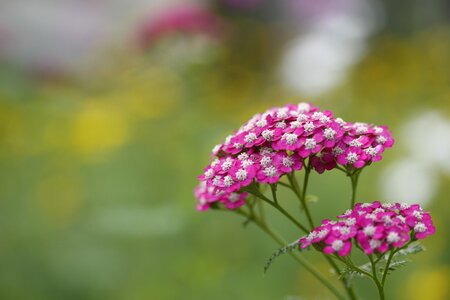 Flowers plant summer photo