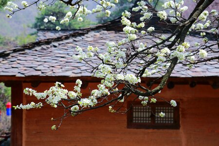 White flowers landscape flower