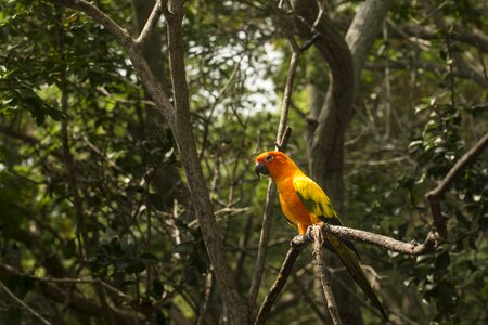 Bird nature animal photo