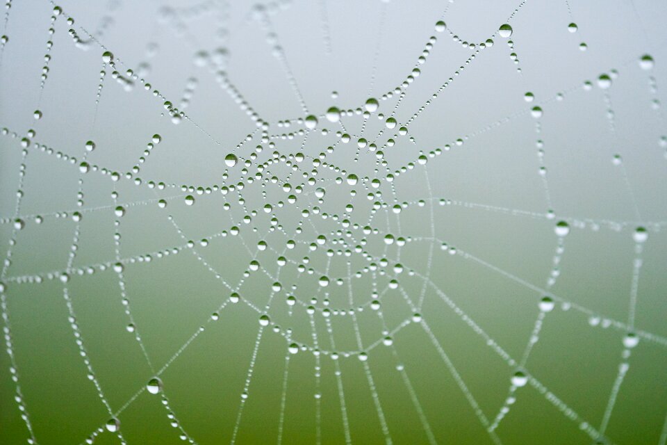 Nature web texture