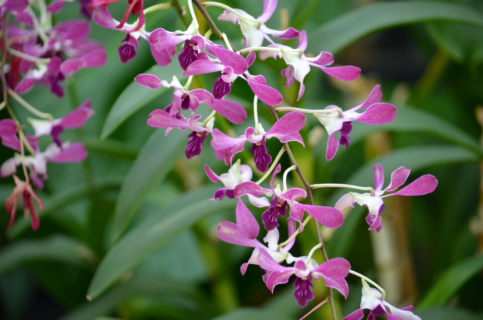 Nature botanical white