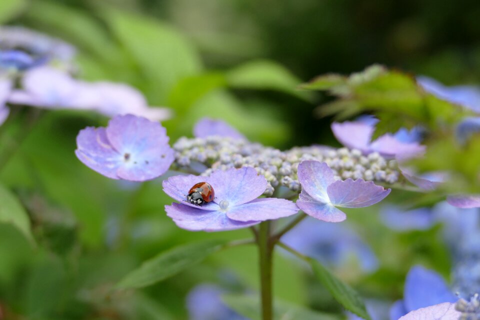 Summer garden blossom bloom