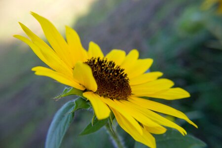 Flower floral botanical