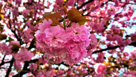 Yoshino cherry tree quarter wood