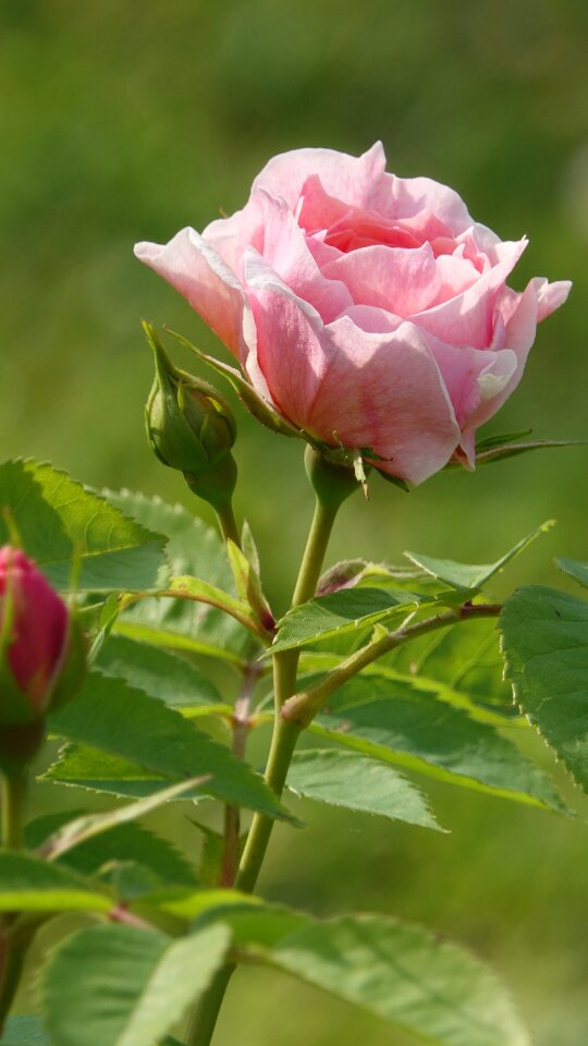 Pale pink garden nature