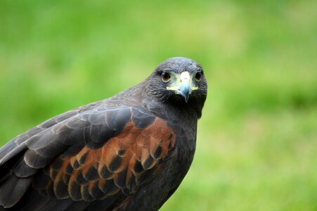 Bird falconry wildlife photo