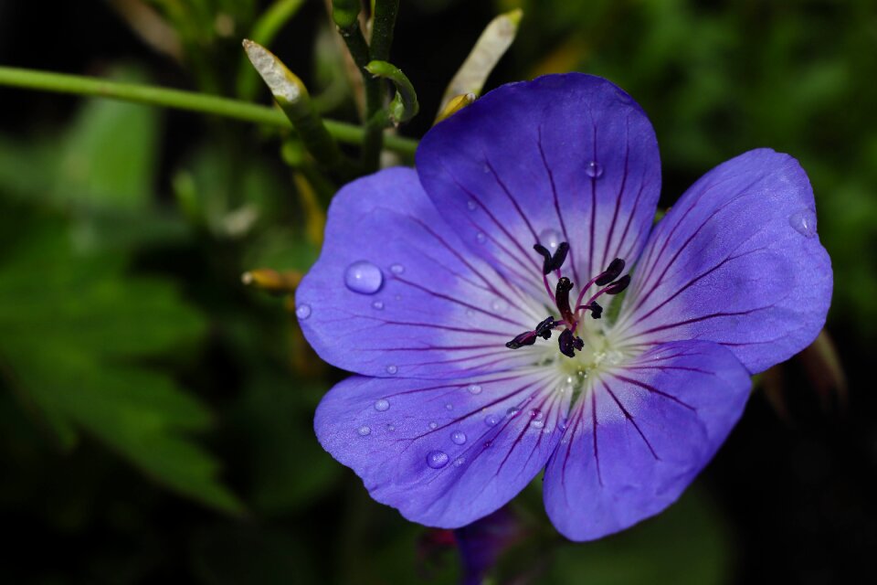 Purple nature plants