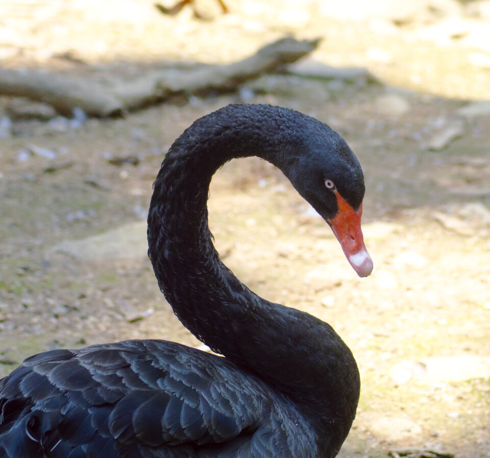 Animal water waterfowl