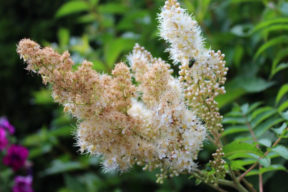 Wild flowers white close up