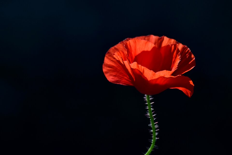 Red poppy backlighting red photo