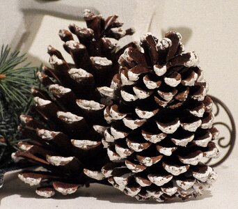 Nature winter decorative