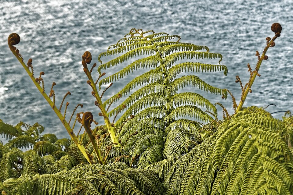 Nature new zealand south island