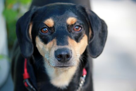 Cute beagle manchester terrier