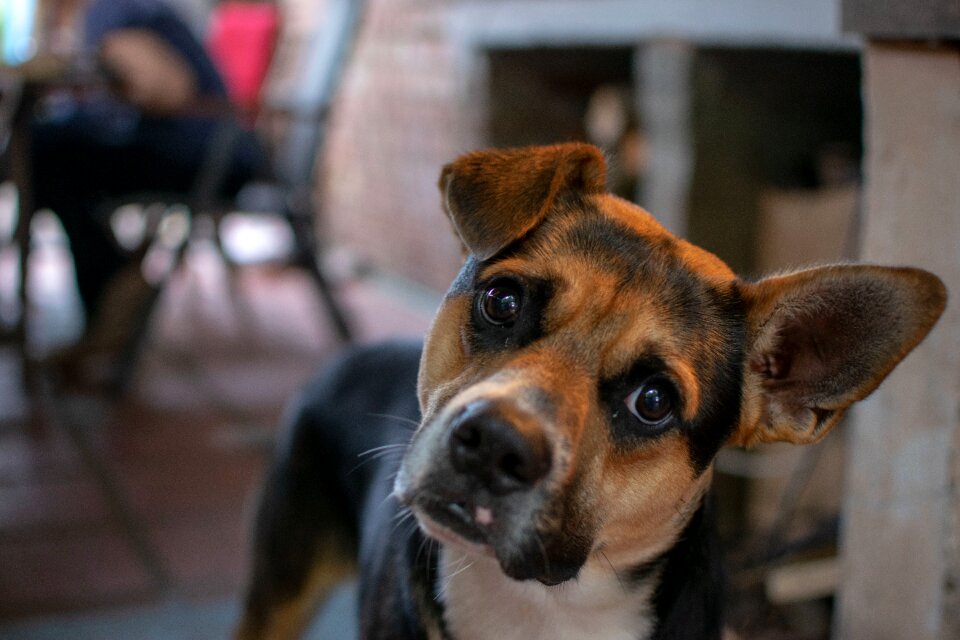 Cute portrait snout