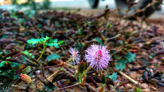 Outdoors season flower