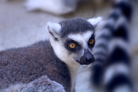 Animal mammal zoo
