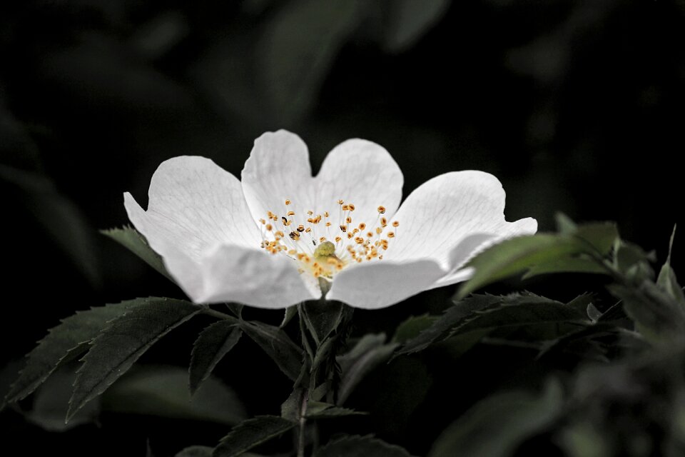 White plant nature