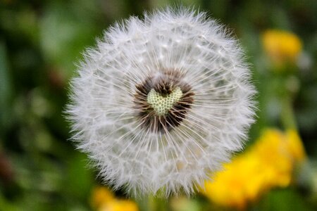 Plant summer love