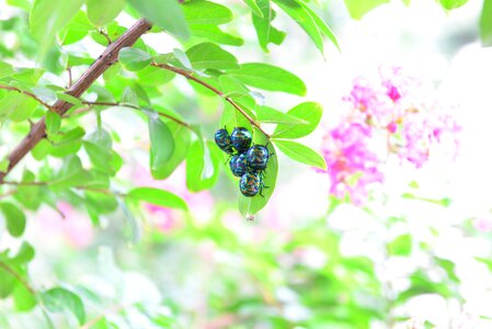 The leaves summer mating