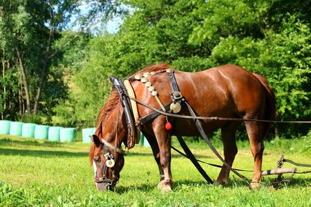 Plowing agriculture grass
