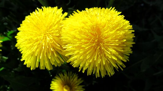 Yellow nature blossom
