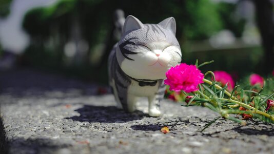 Cat go for a walk atmosphere