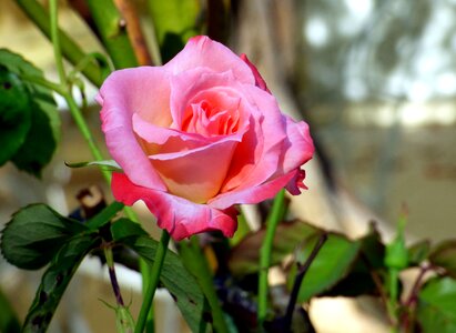 Romantic petals fulfillment