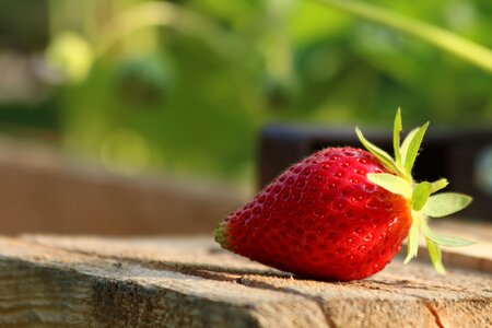 Red fetus summer