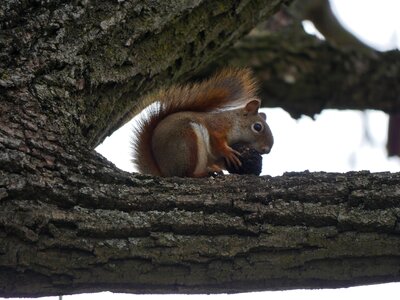 Wildlife mammal tree