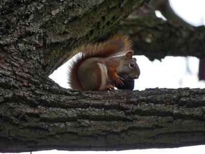 Wildlife mammal tree photo