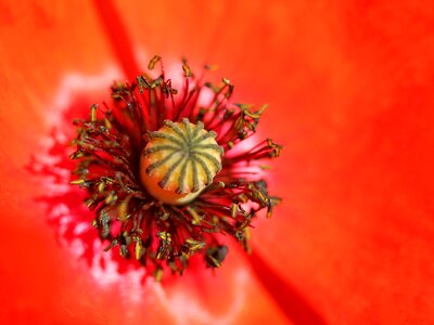 Bright flowers floral