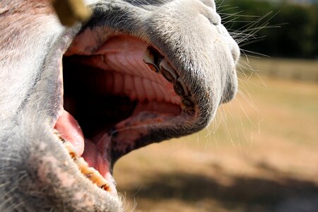 Beast of burden close up tooth