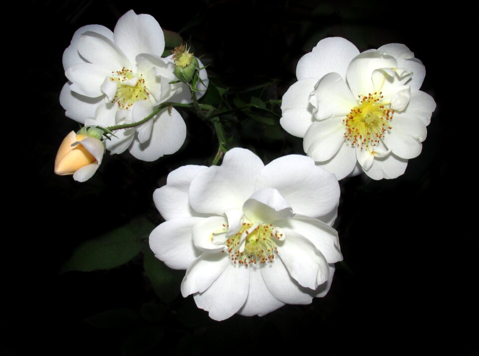 Plant garden nature