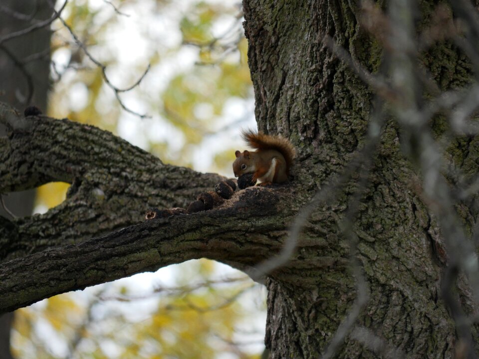 Wildlife mammal tree