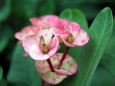 Flower plant natural